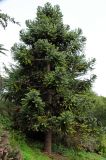 Araucaria angustifolia. Взрослое дерево. США, Калифорния, Сан-Франциско, ботанический сад. 14.02.2014.