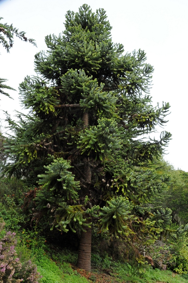 Image of Araucaria angustifolia specimen.