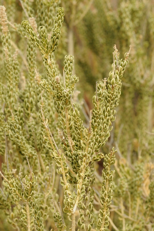 Image of Mortonia scabrella specimen.