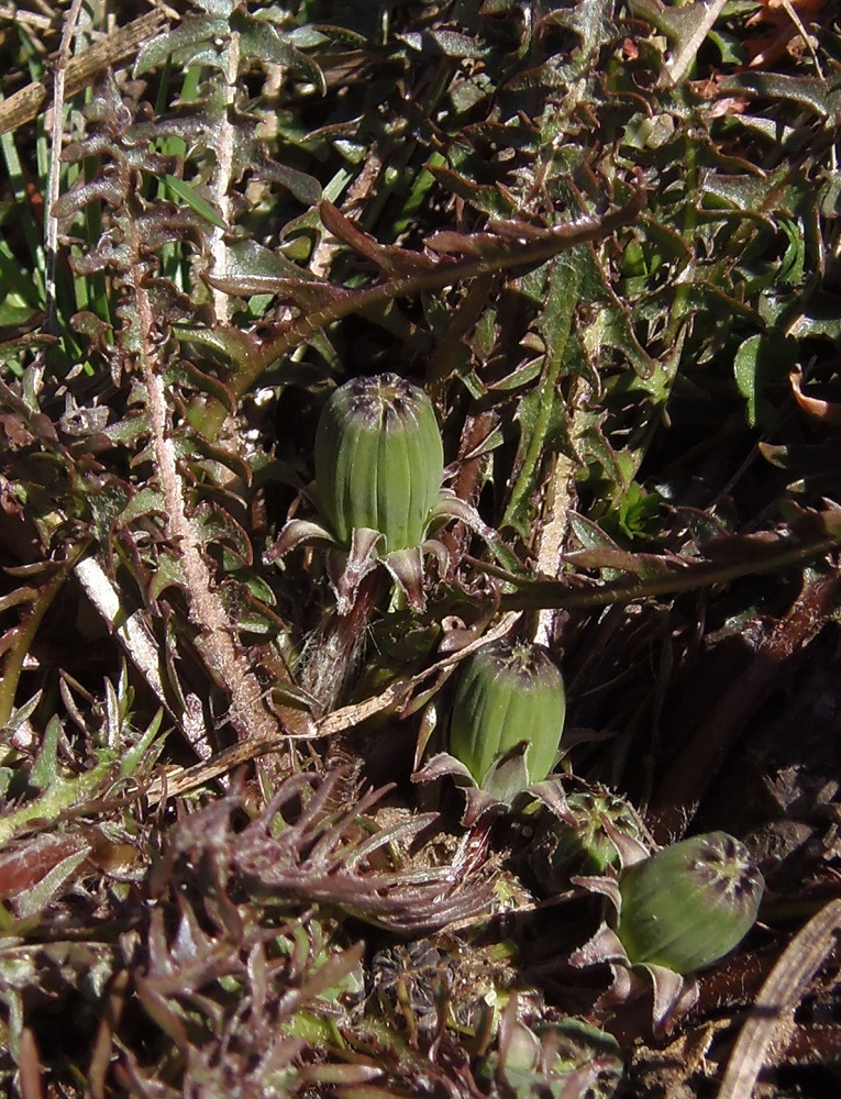 Image of genus Taraxacum specimen.