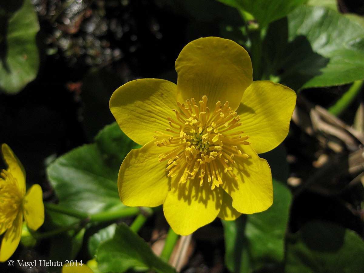 Изображение особи Caltha palustris.