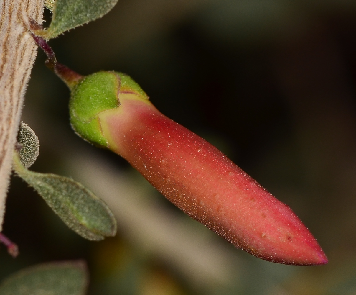 Image of Eremophila laanii specimen.