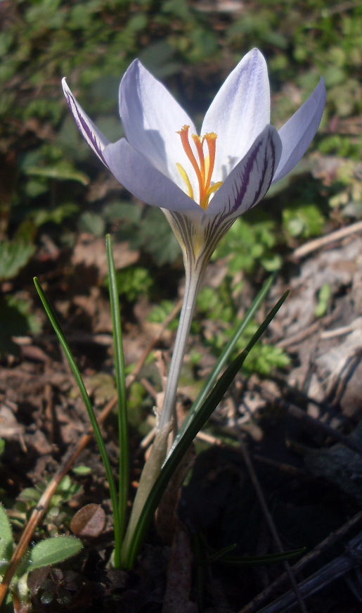 Image of Crocus reticulatus specimen.