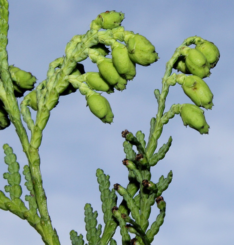 Изображение особи род Thuja.