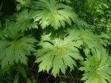 Aconitum septentrionale