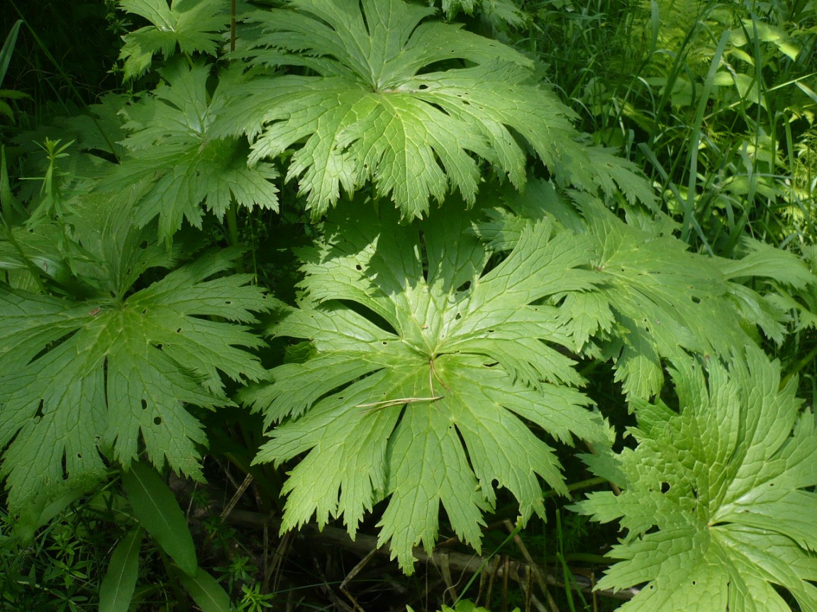 Image of Aconitum septentrionale specimen.