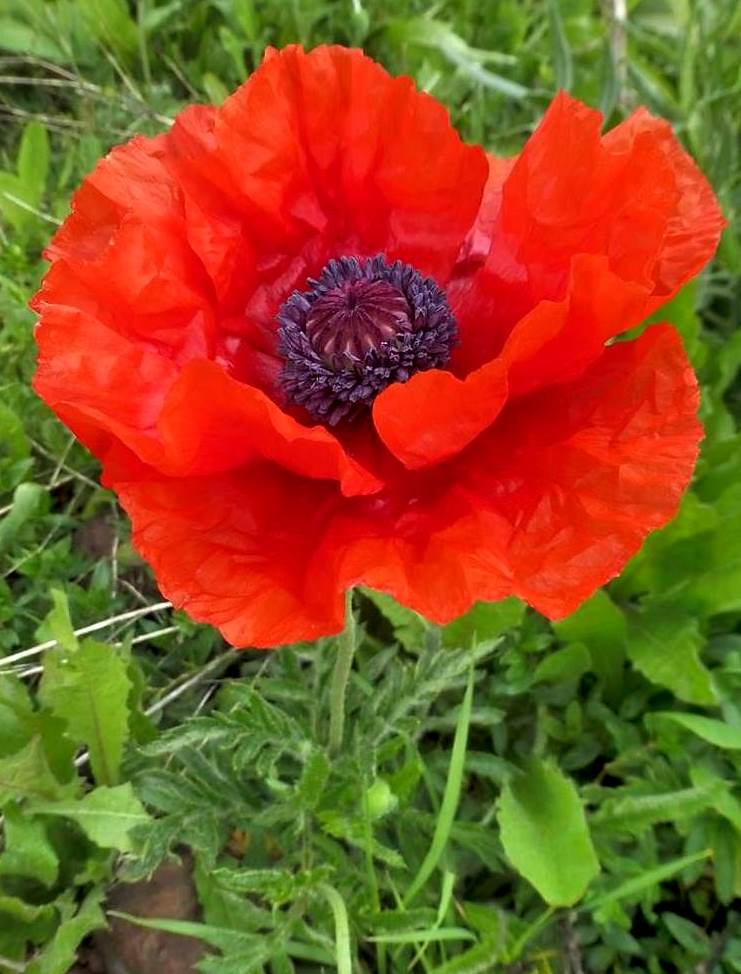 Изображение особи Papaver orientale.