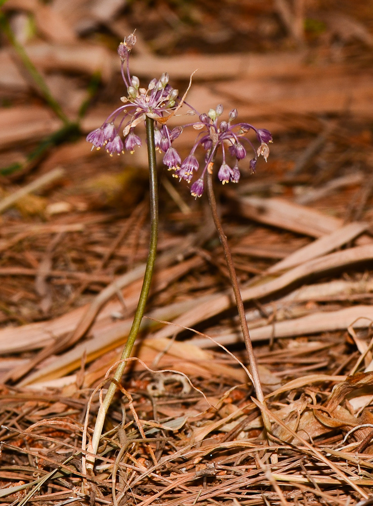 Image of Allium daninianum specimen.