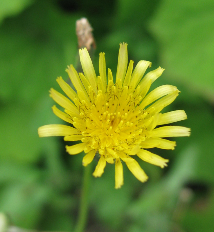 Image of Sonchus asper specimen.