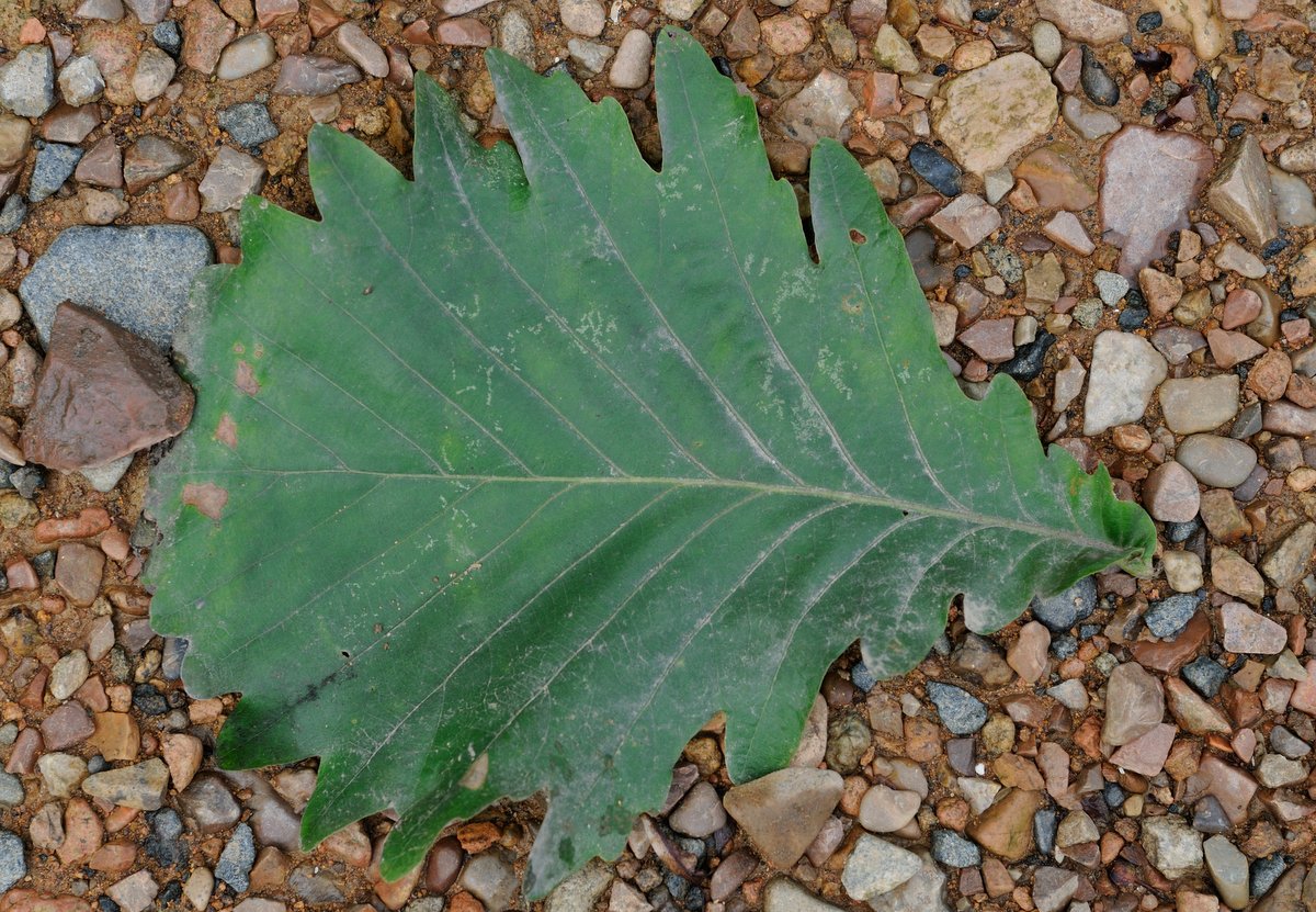 Изображение особи Quercus mongolica.