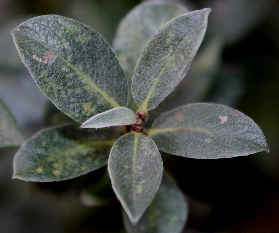 Image of genus Salix specimen.