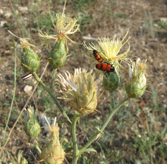 Image of Centaurea salonitana specimen.