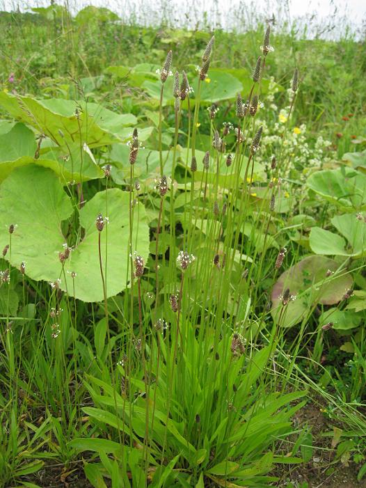 Image of Plantago lanceolata specimen.