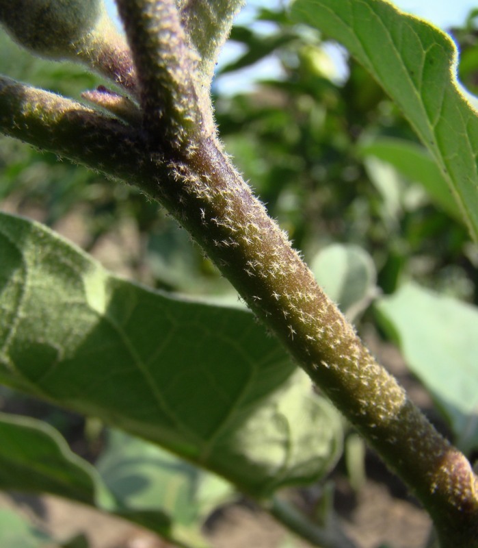 Изображение особи Solanum melongena.