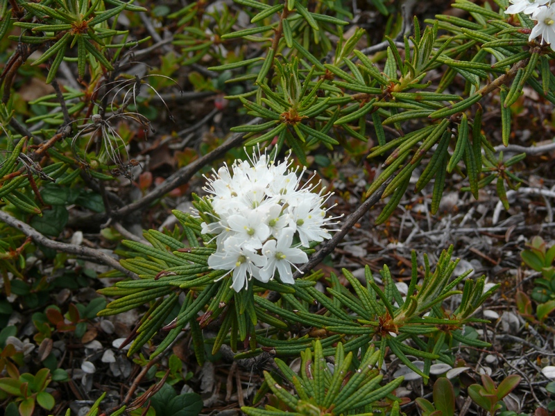 Image of Ledum palustre specimen.