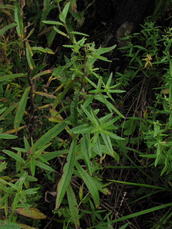 Image of Cirsium serratuloides specimen.