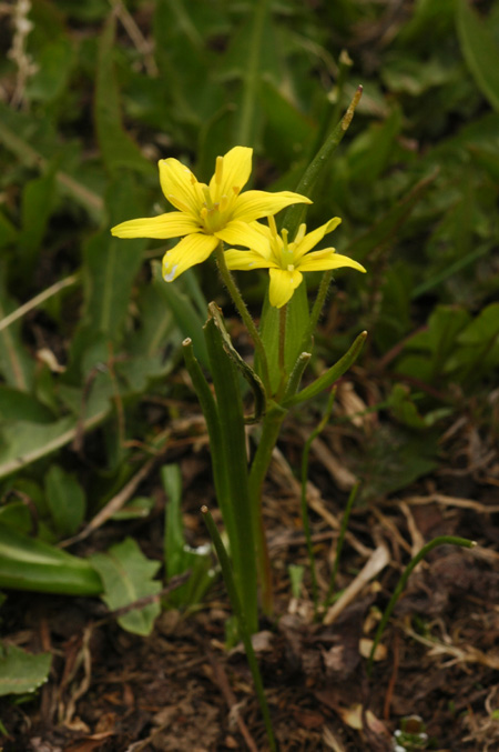 Изображение особи Gagea liotardii.