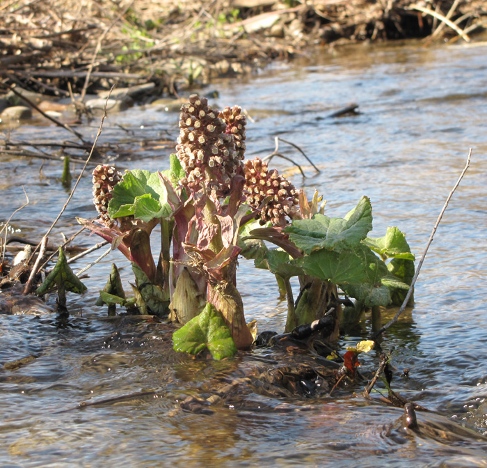 Изображение особи Petasites hybridus.