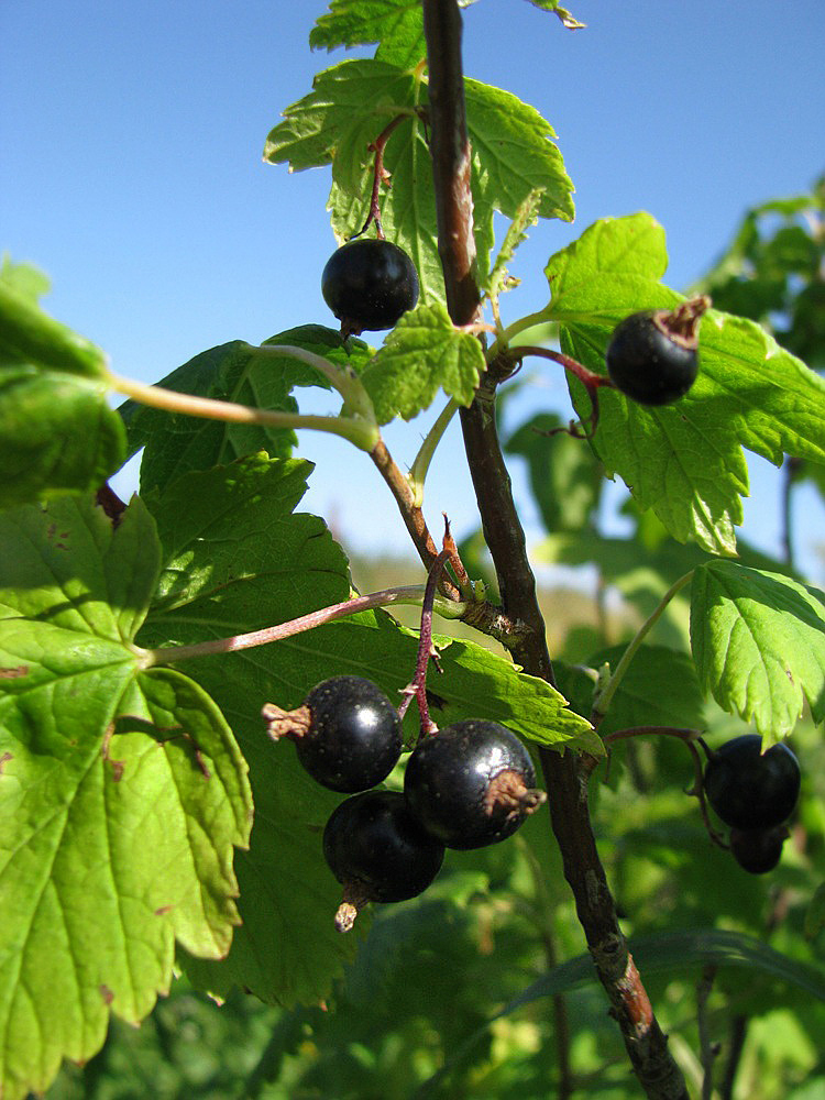 Image of Ribes nigrum specimen.