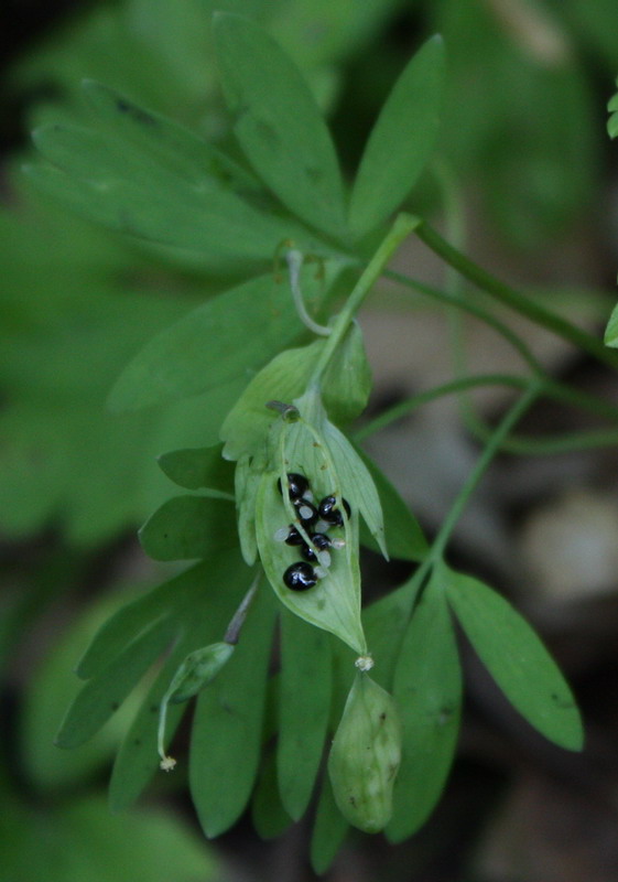 Изображение особи Corydalis solida.