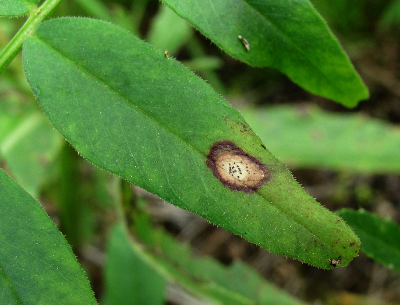 Image of Vicia sepium specimen.