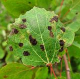 Populus tremula. Лист с поражениями. Окр. Архангельска, 10.09.2014.