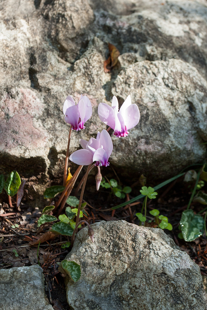 Image of Cyclamen hederifolium specimen.