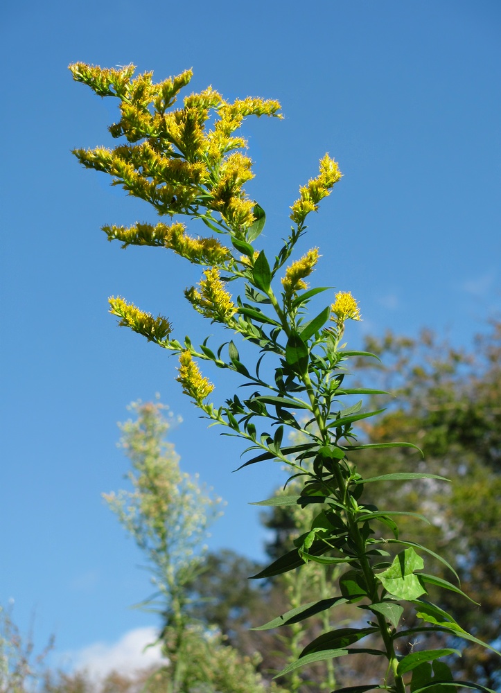 Изображение особи род Solidago.