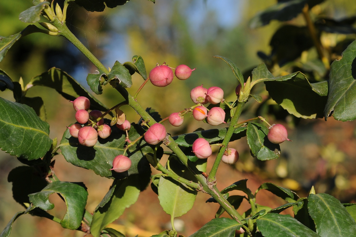 Image of Euonymus fortunei specimen.