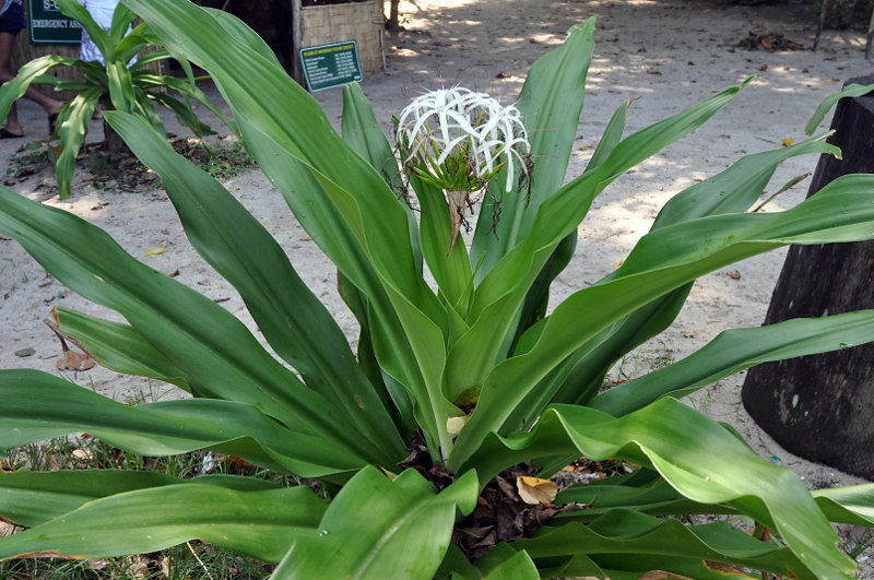 Изображение особи Crinum asiaticum.