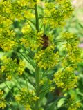 Sisymbrium strictissimum