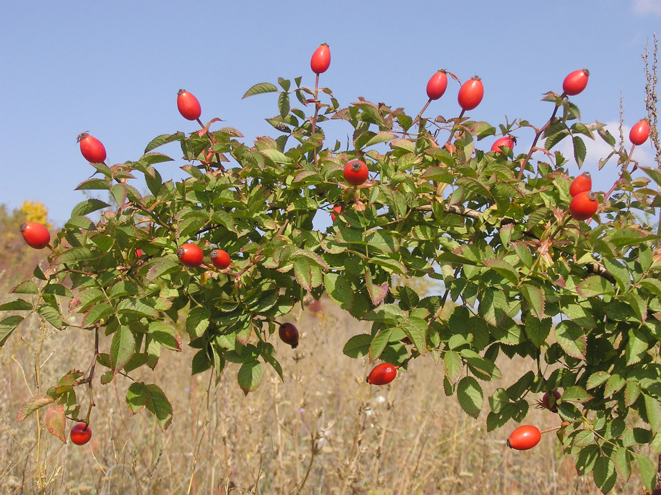 Изображение особи Rosa corymbifera.