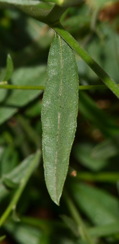 Image of Gypsophila capillaris specimen.