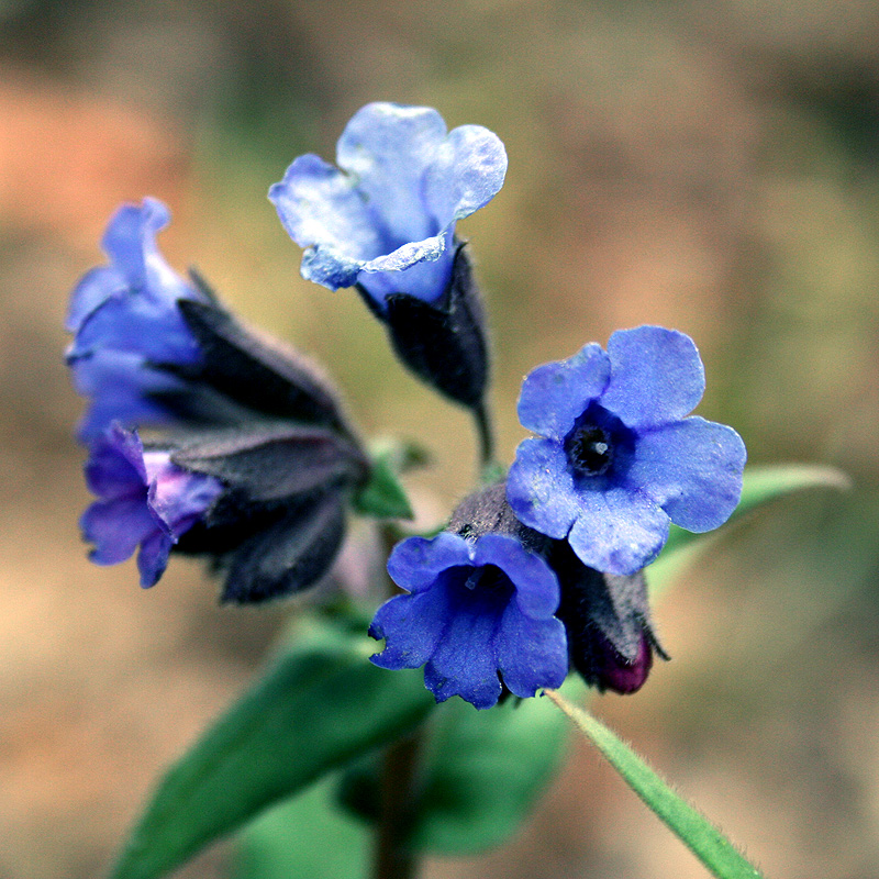 Image of Pulmonaria angustifolia specimen.