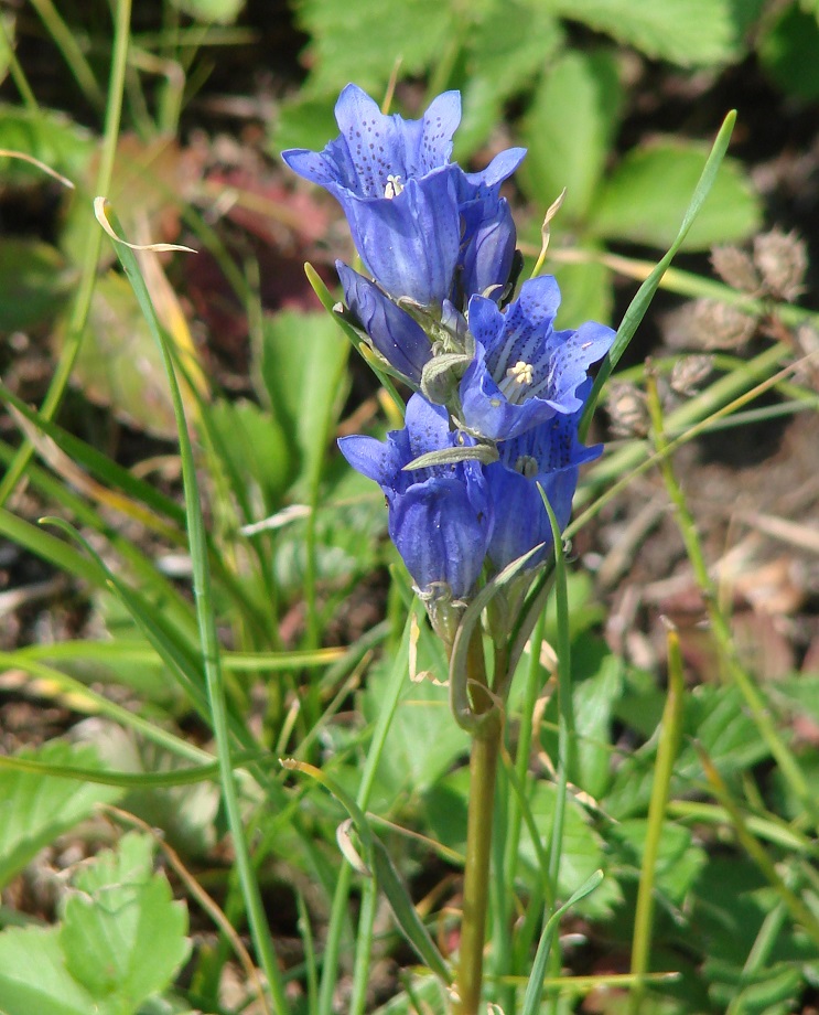 Image of Gentiana decumbens specimen.