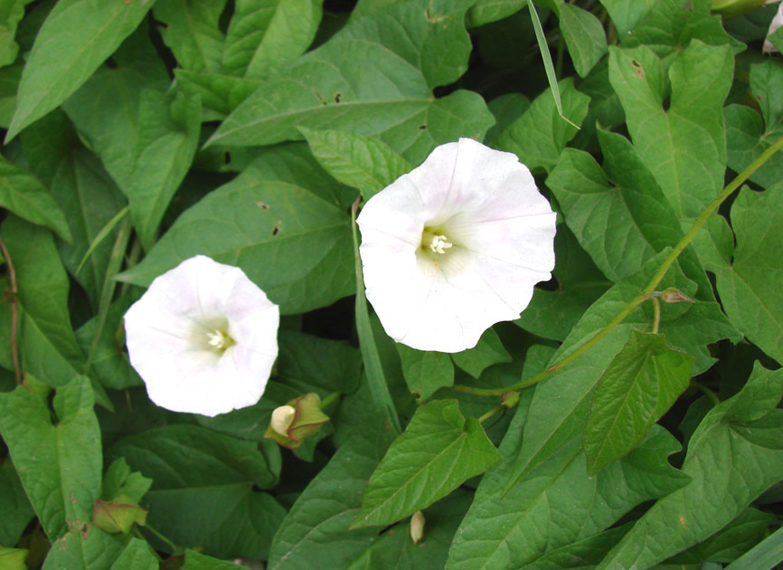 Изображение особи Calystegia sepium.