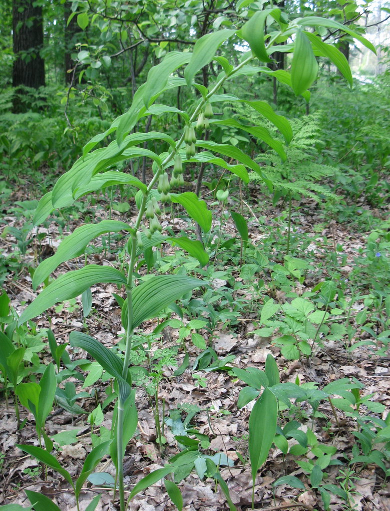 Image of Polygonatum multiflorum specimen.