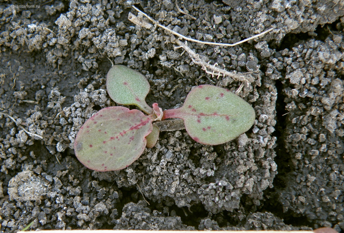 Image of Rumex marschallianus specimen.