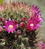 genus Mammillaria