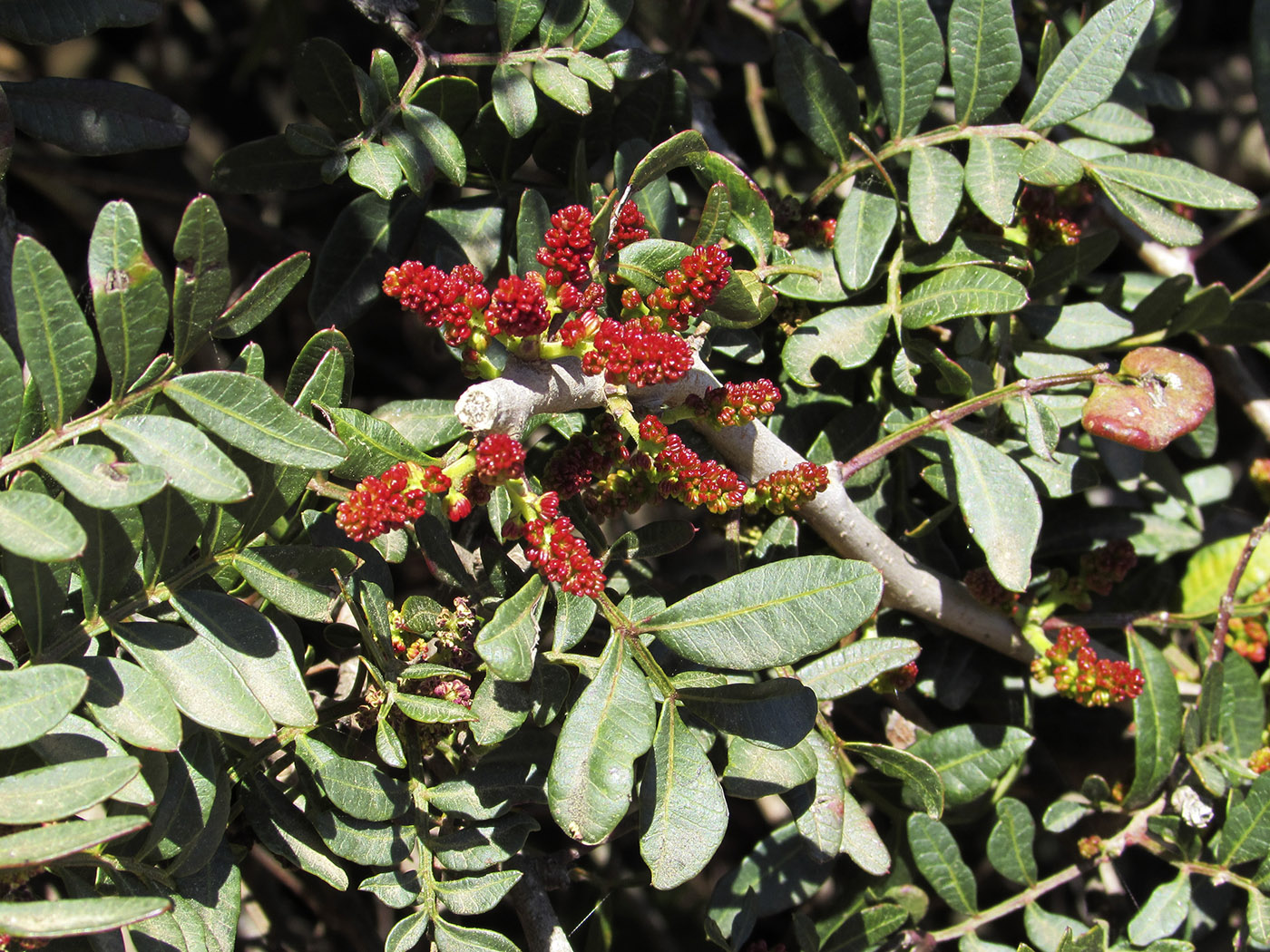 Фисташка мастиковая (Pistacia lentiscus)