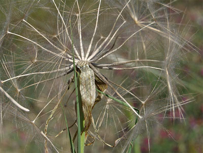 Image of Tragopogon krascheninnikovii specimen.