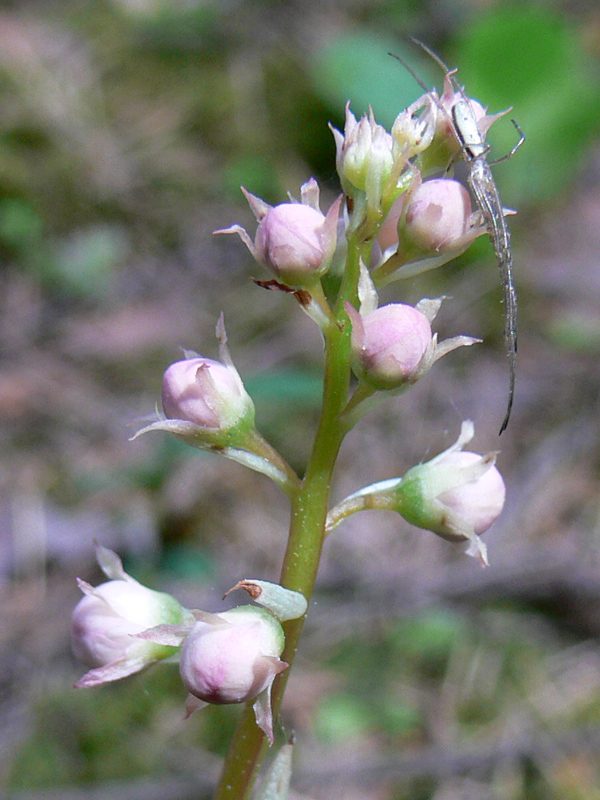 Image of Pyrola rotundifolia specimen.