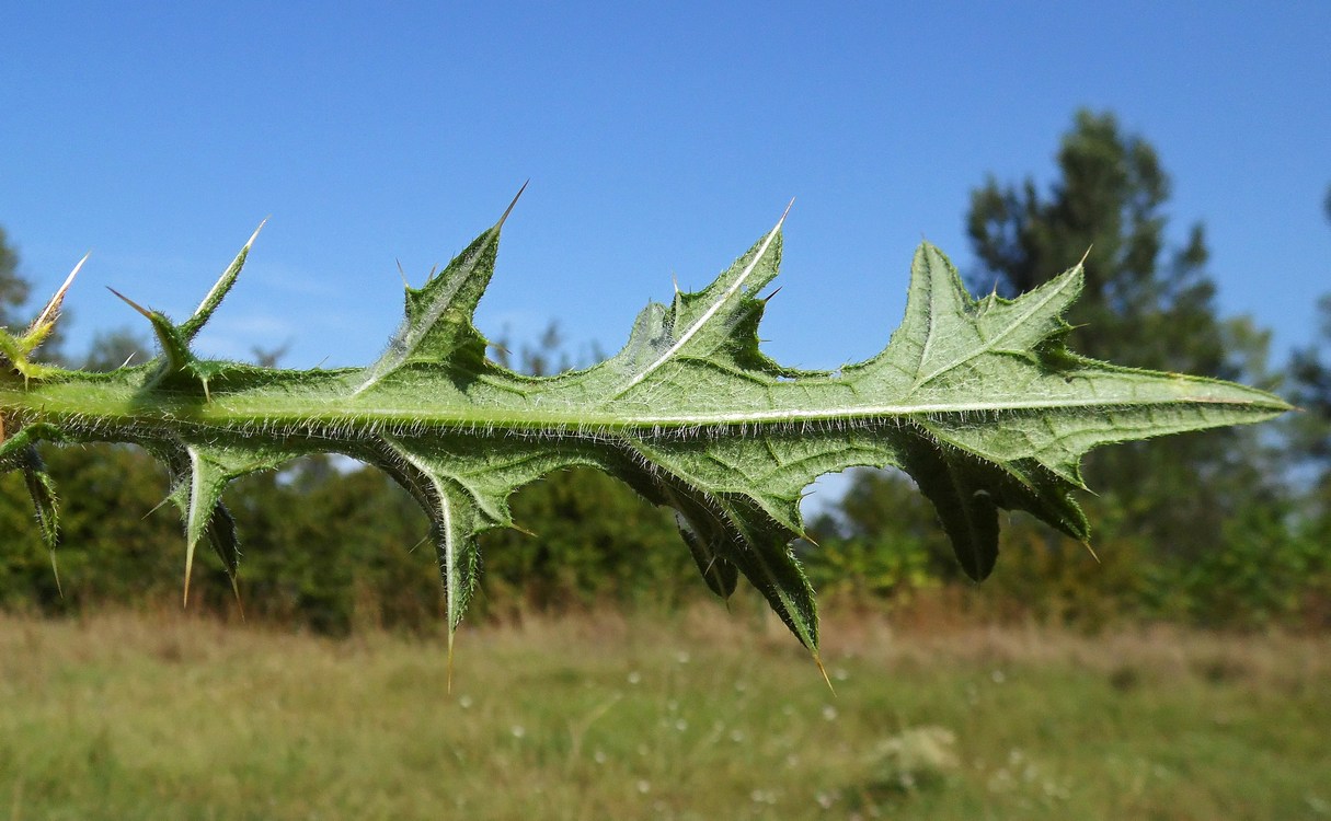 Изображение особи Cirsium vulgare.