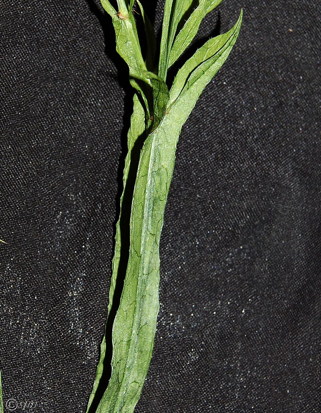 Image of Limonium sinuatum specimen.