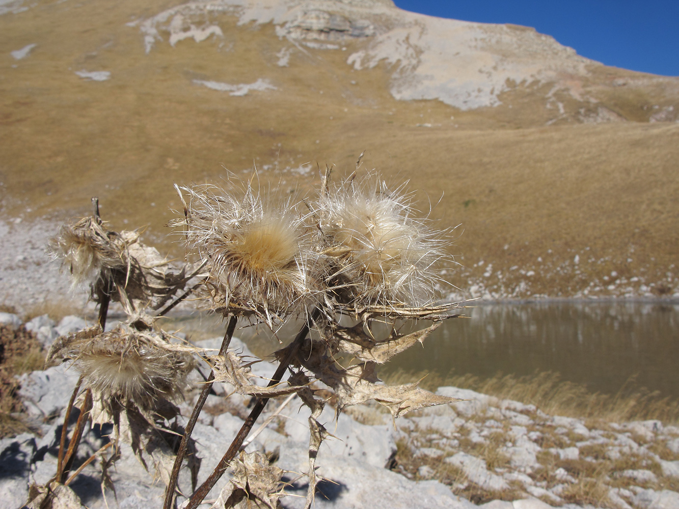 Image of Cirsium pugnax specimen.