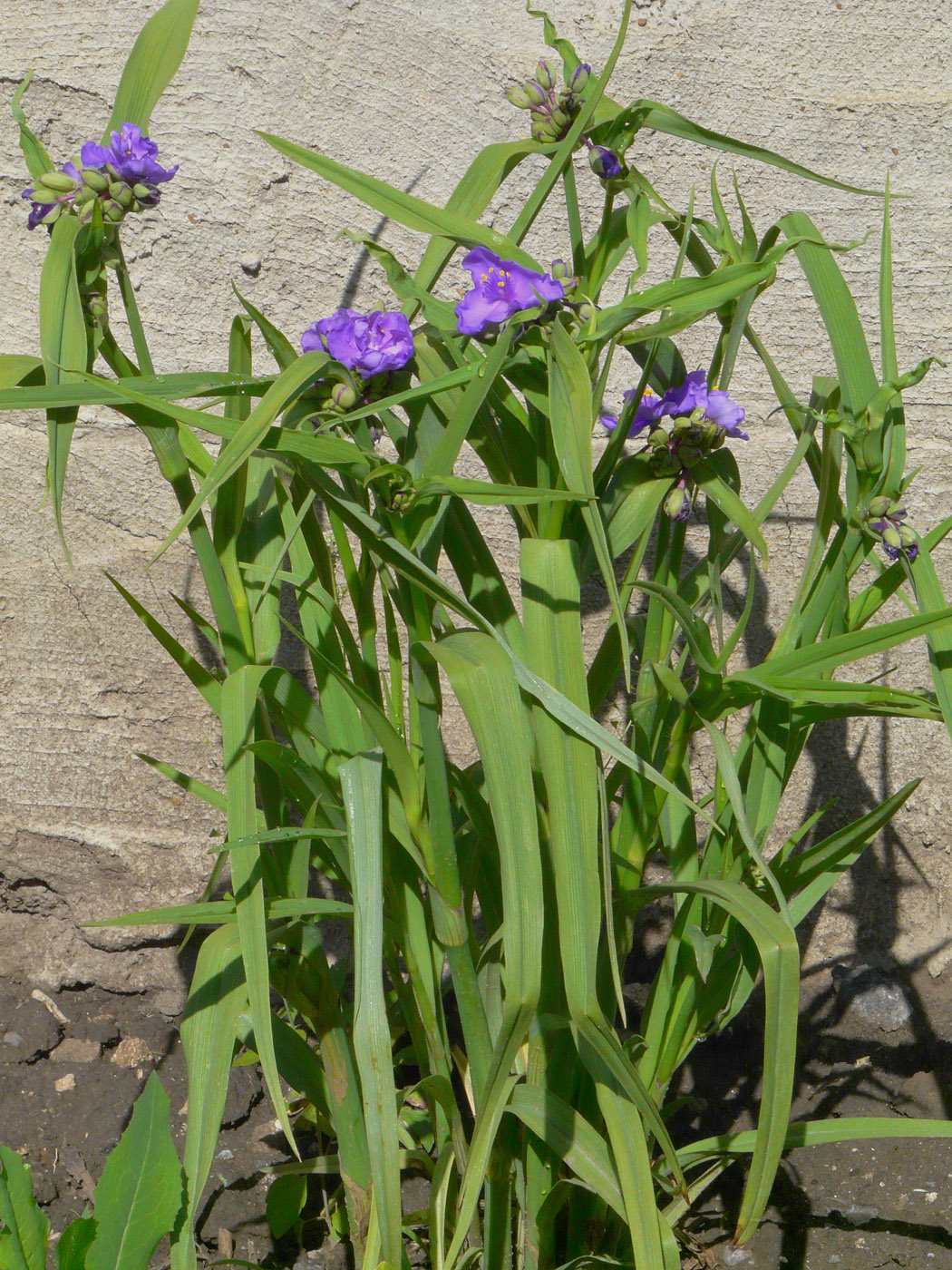 Image of Tradescantia virginiana specimen.