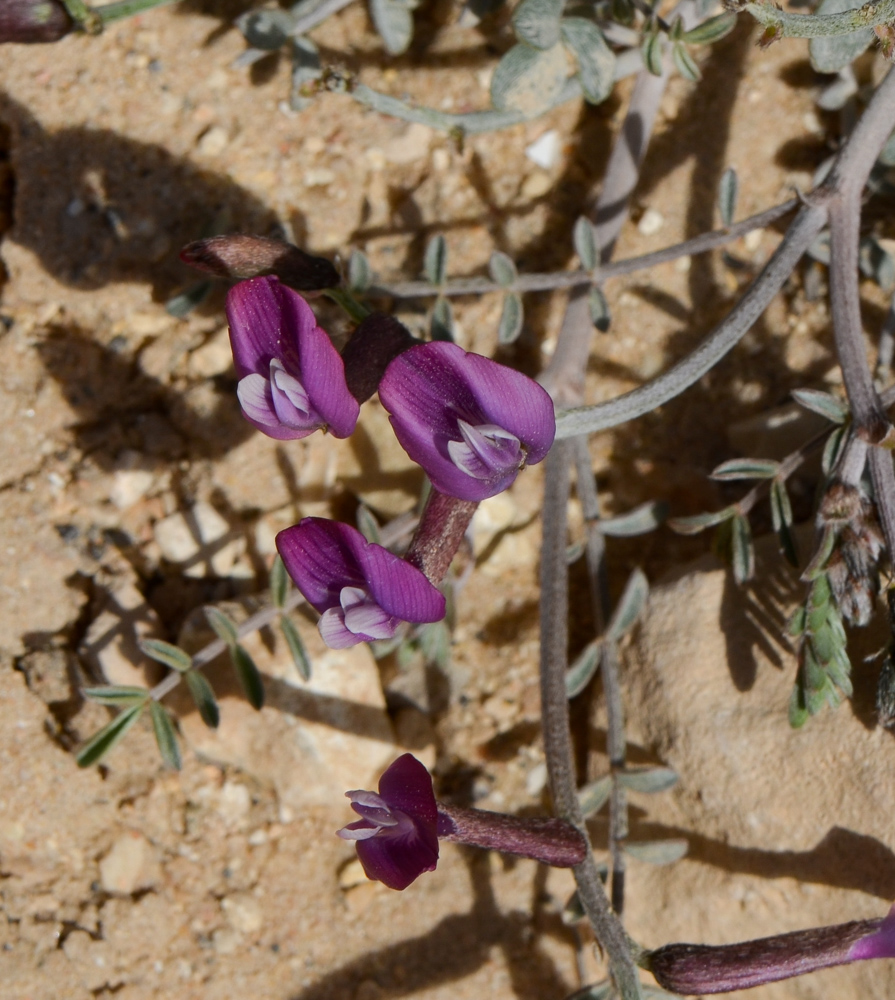 Image of Astragalus sanctus specimen.