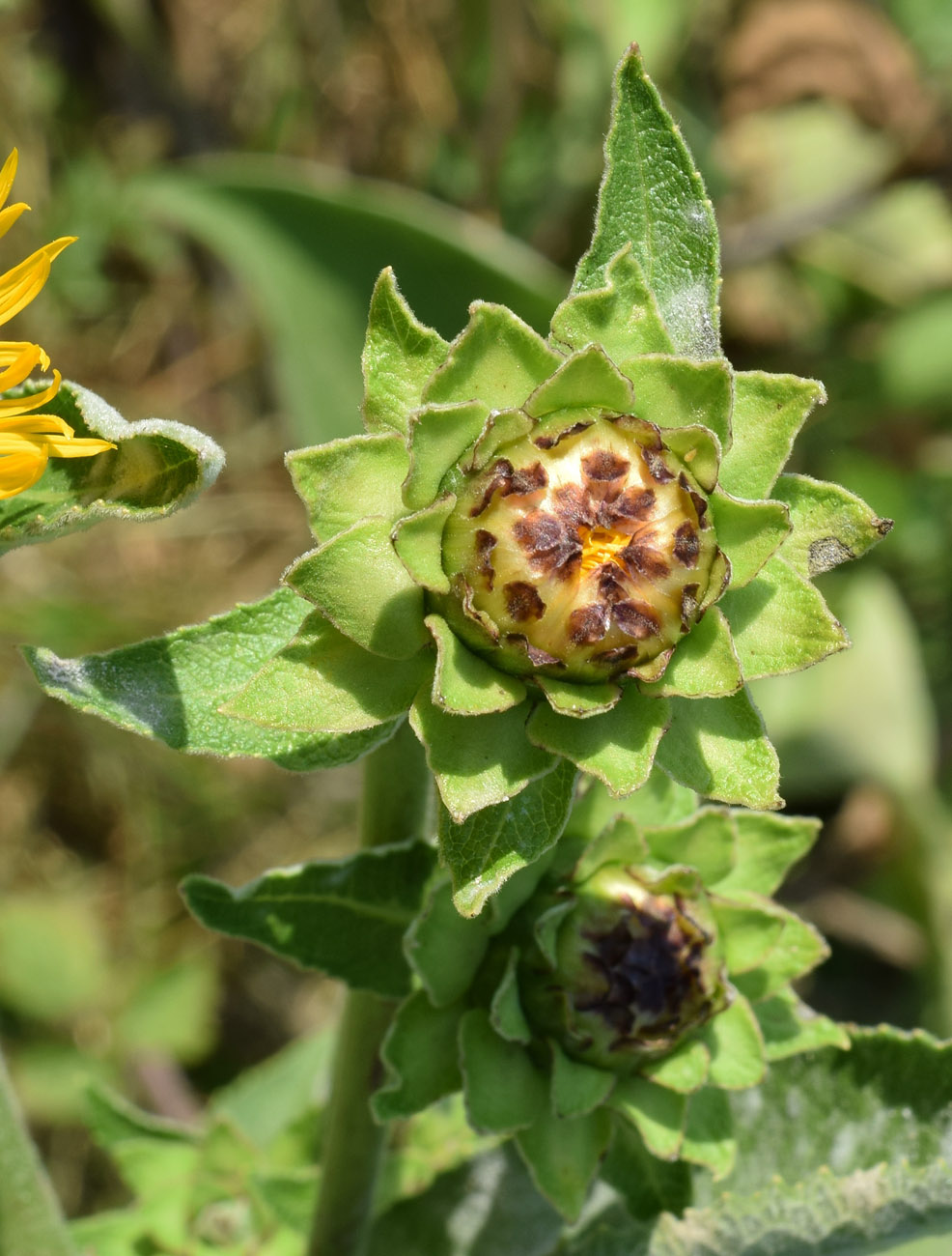 Изображение особи Inula racemosa.