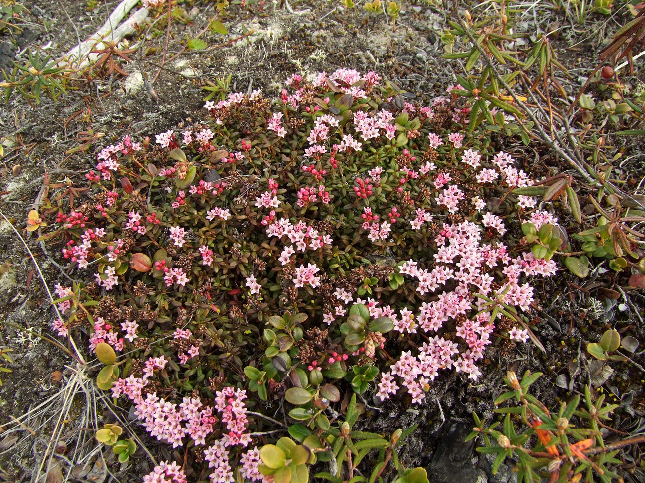 Image of Loiseleuria procumbens specimen.