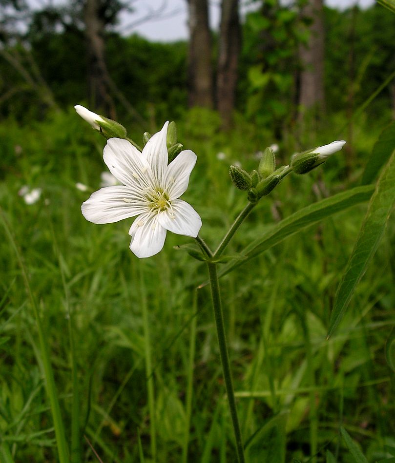 Изображение особи Cerastium pauciflorum.